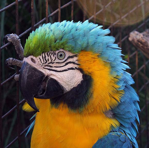 Ara ararauna